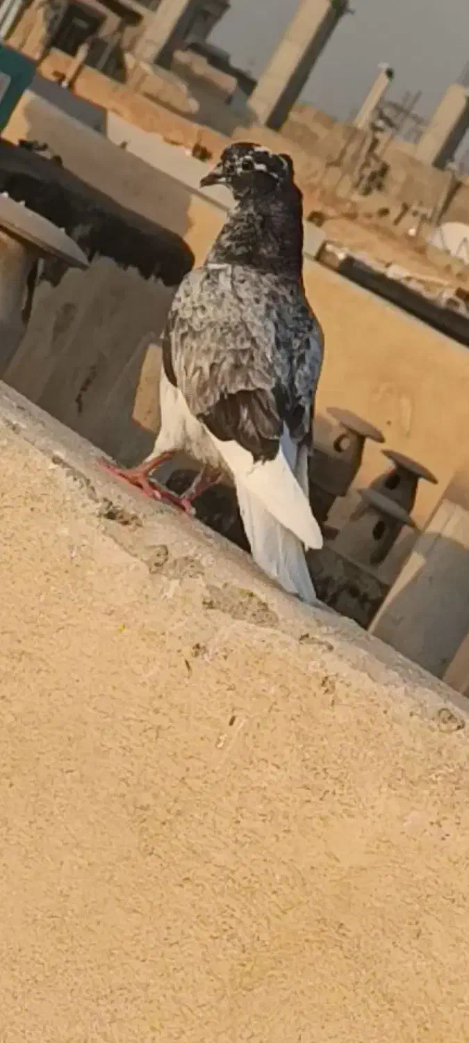 جوجه گمشده|پرنده|اسلامشهر, مظفریه|دیوار