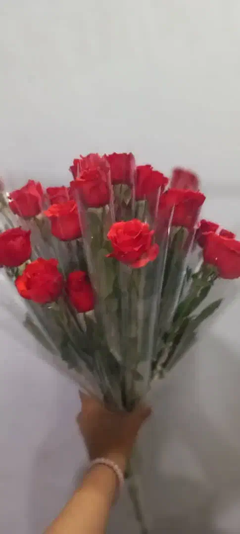 رز طبیعی تک شاخه مناسب مهرماه|گل و گیاه طبیعی|اهواز, کوی طلاب|دیوار