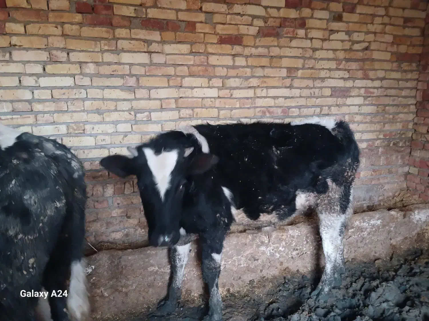 گوساله نر دو رگ اصیل|حیوانات مزرعه|اسفرورین, |دیوار