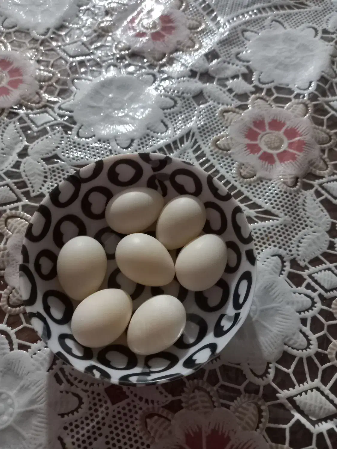 عروس هلندی|پرنده|ساری, |دیوار