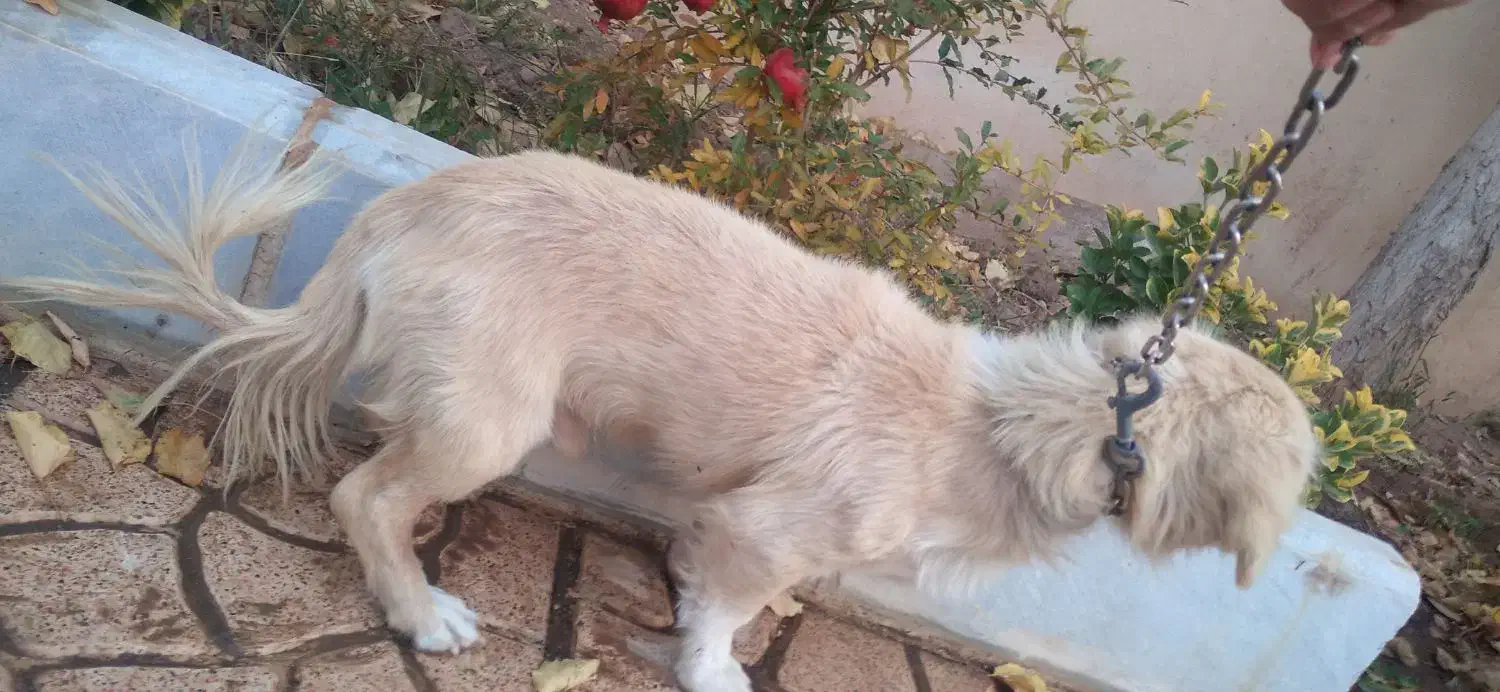 واگذاری سگ تریر|سگ|پردیس, فاز ۶|دیوار