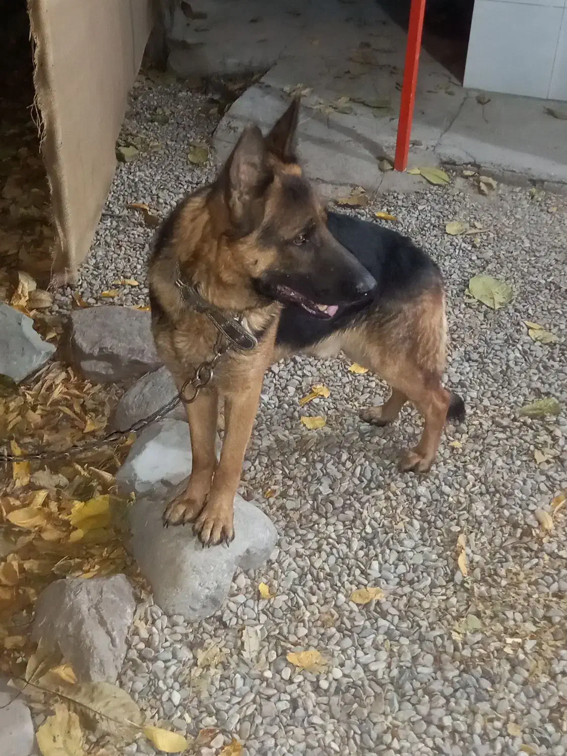 توله ژرمن|سگ|فشم, |دیوار