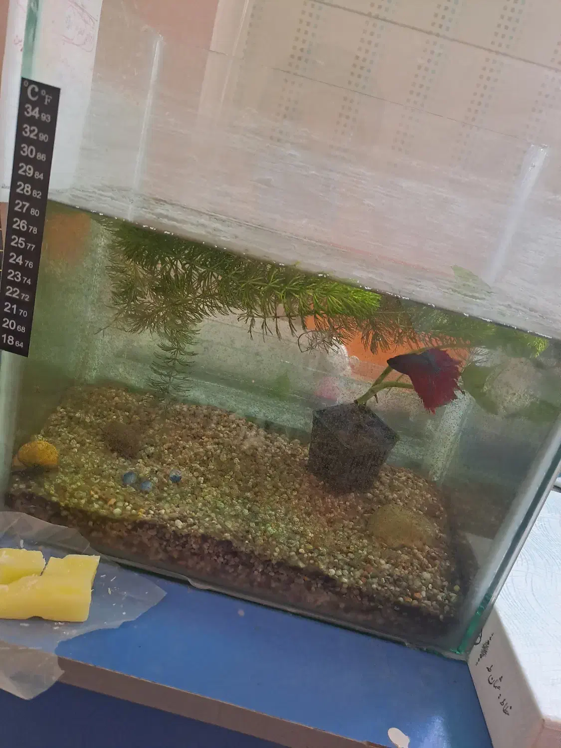 فروش آکواریوم فایتر بخاری پمپ و فیلتر هوا|ماهی|تبریز, |دیوار