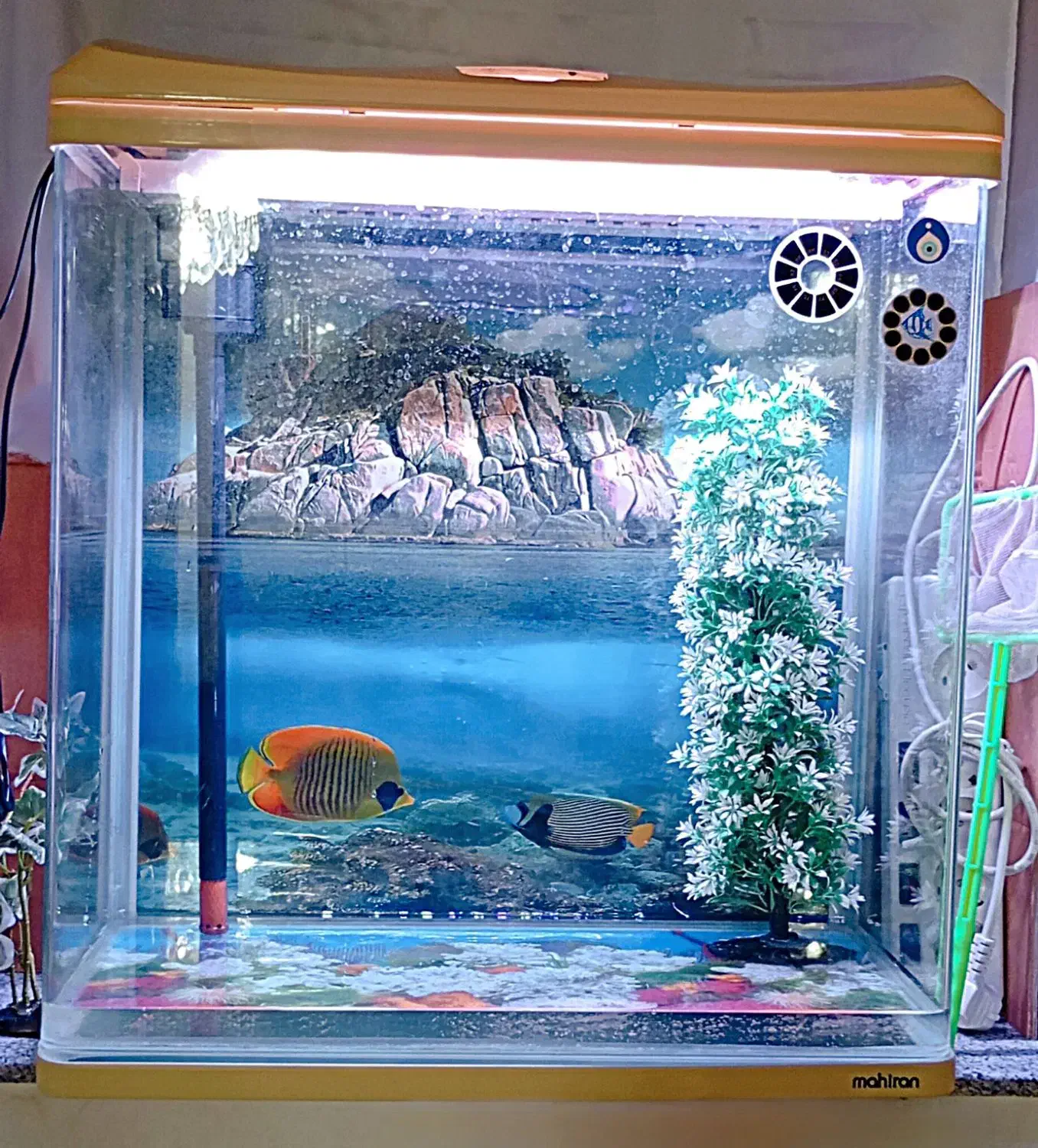 آکواریوم ماهیران|ماهی|ارومیه, |دیوار