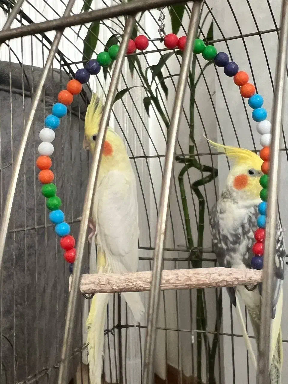 عروس لوتینو مولد|پرنده|محمودآباد, |دیوار