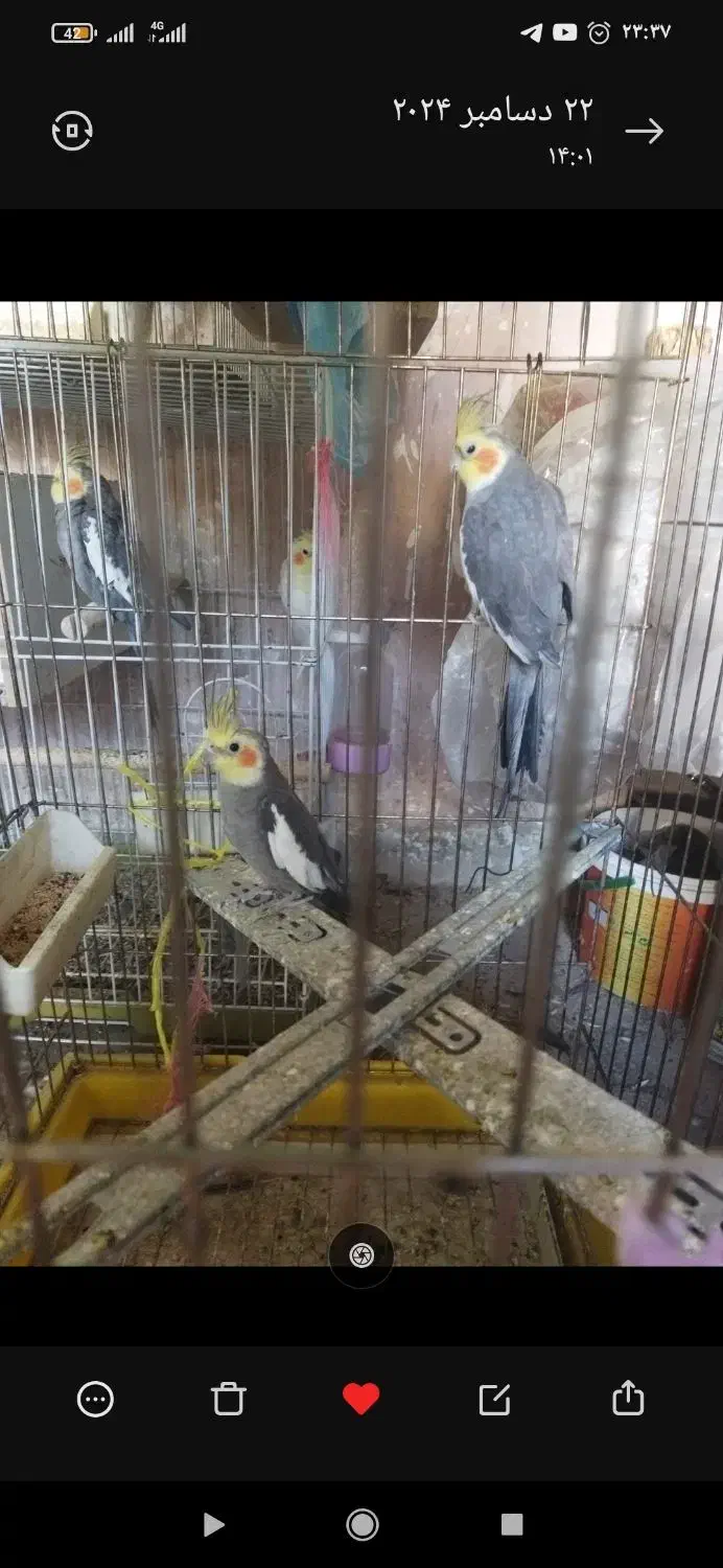 فروش عروس هلندی|پرنده|لامرد, |دیوار