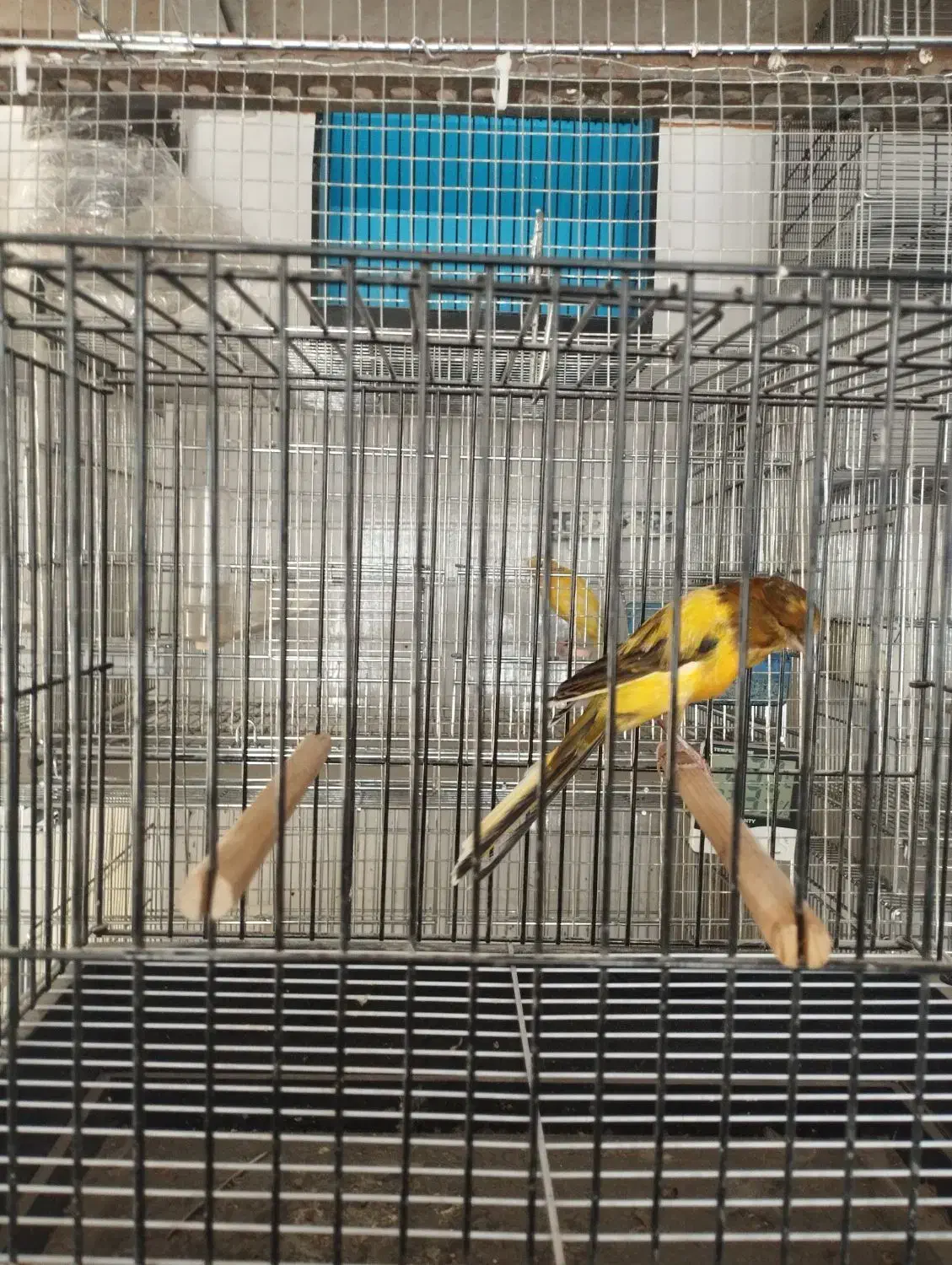 قناری رسمی بلند|پرنده|سبزوار, جوادیه غربی|دیوار