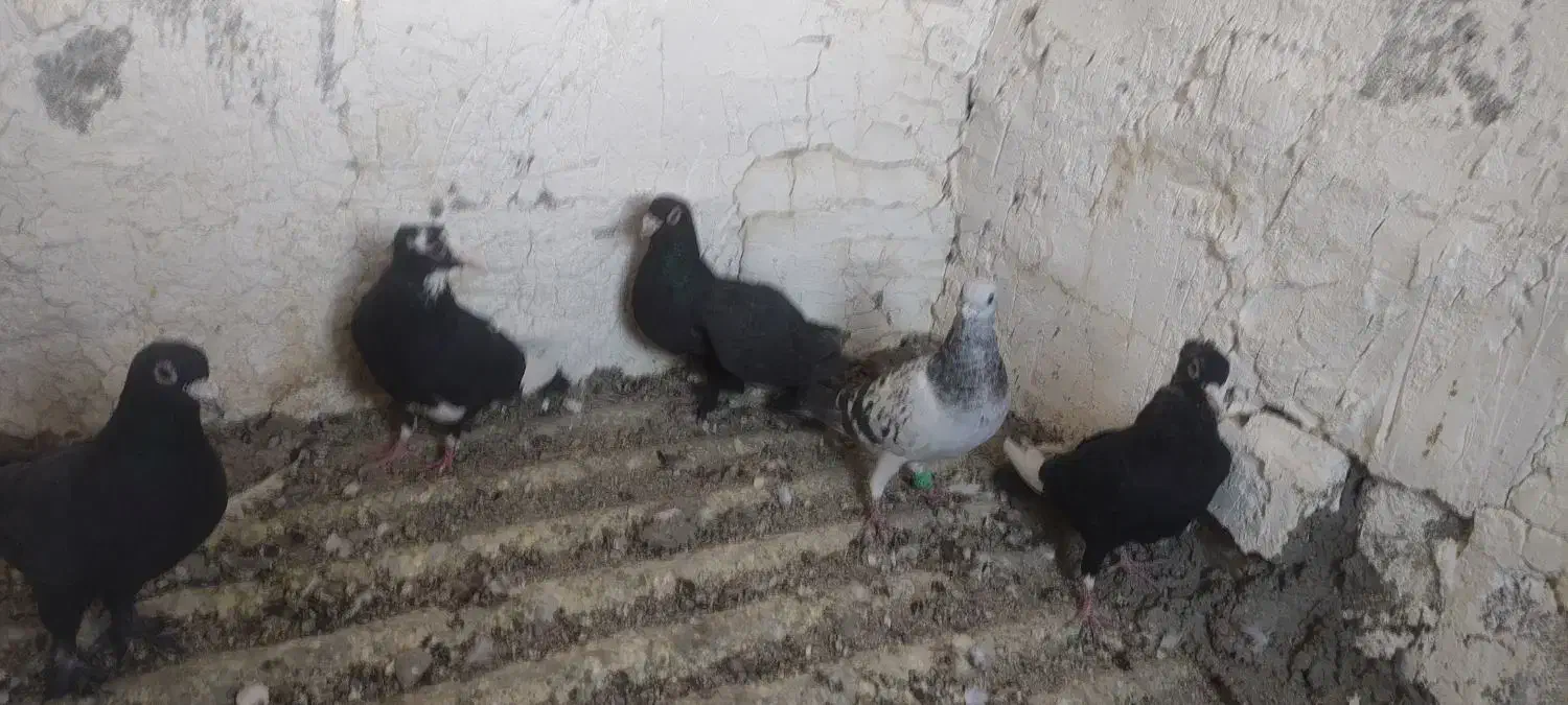 کفتر پلنگ|پرنده|زرند, |دیوار