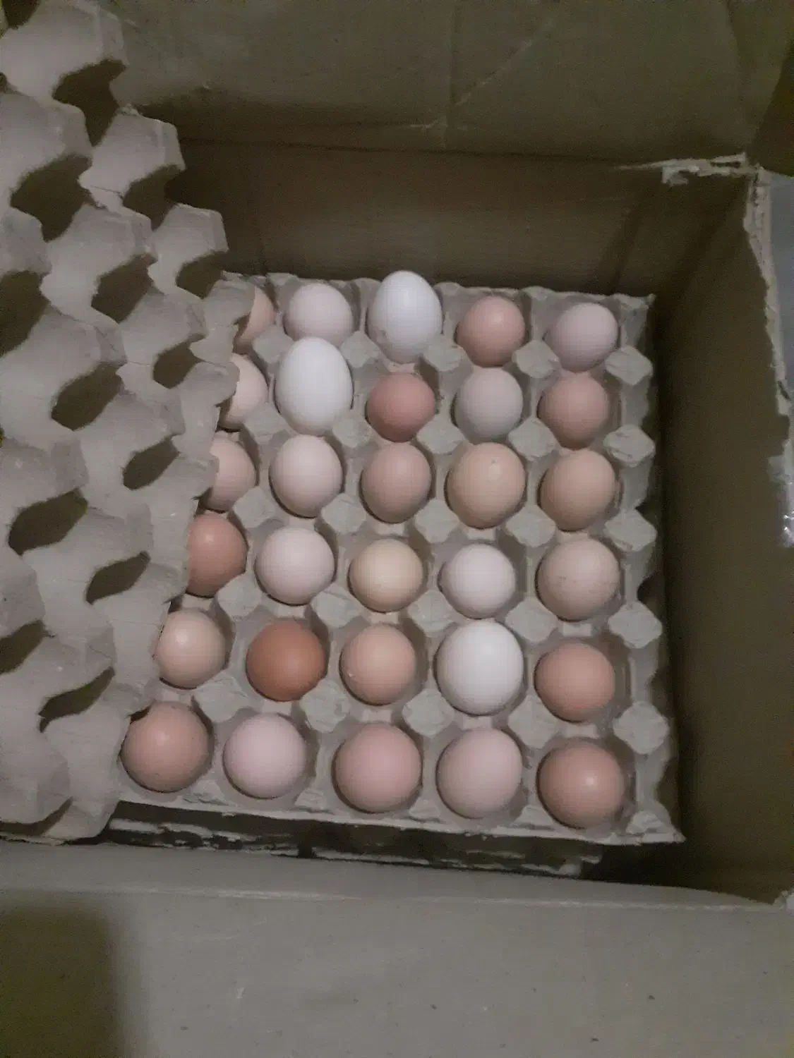 تخم مرغ تک زرده ودوزرده گلپایگان.|خوردنی و آشامیدنی|تهران, ازگل|دیوار