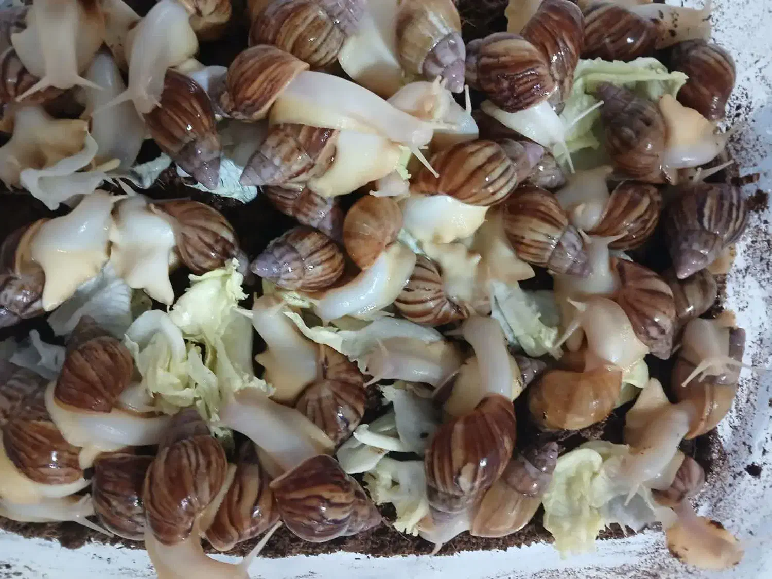 حلزون مولد|خزنده|پیر بکران, |دیوار