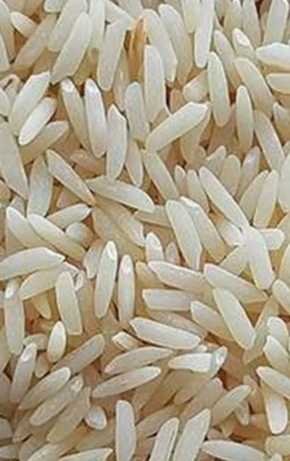 فروش برنج|خوردنی و آشامیدنی|بابکان, |دیوار