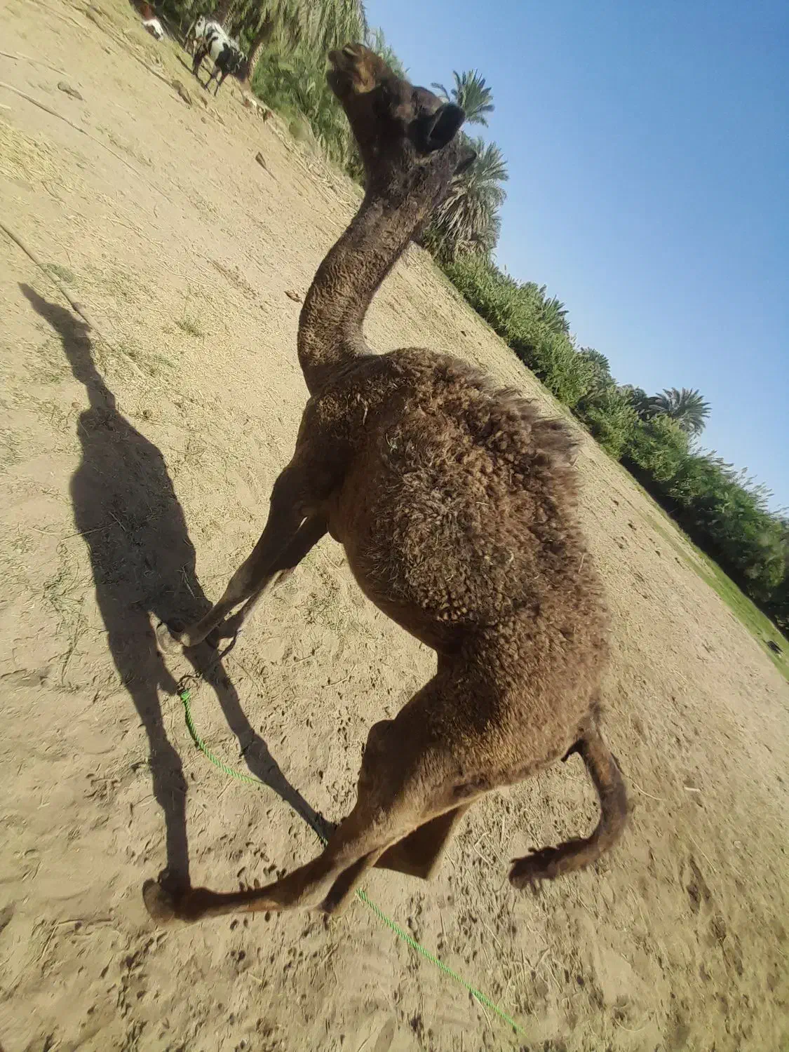 چهار عدد هاشی|حیوانات مزرعه|دلگان, |دیوار