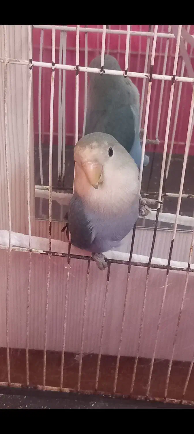 کوتوله پرنده|پرنده|مشهد, هفده شهریور|دیوار