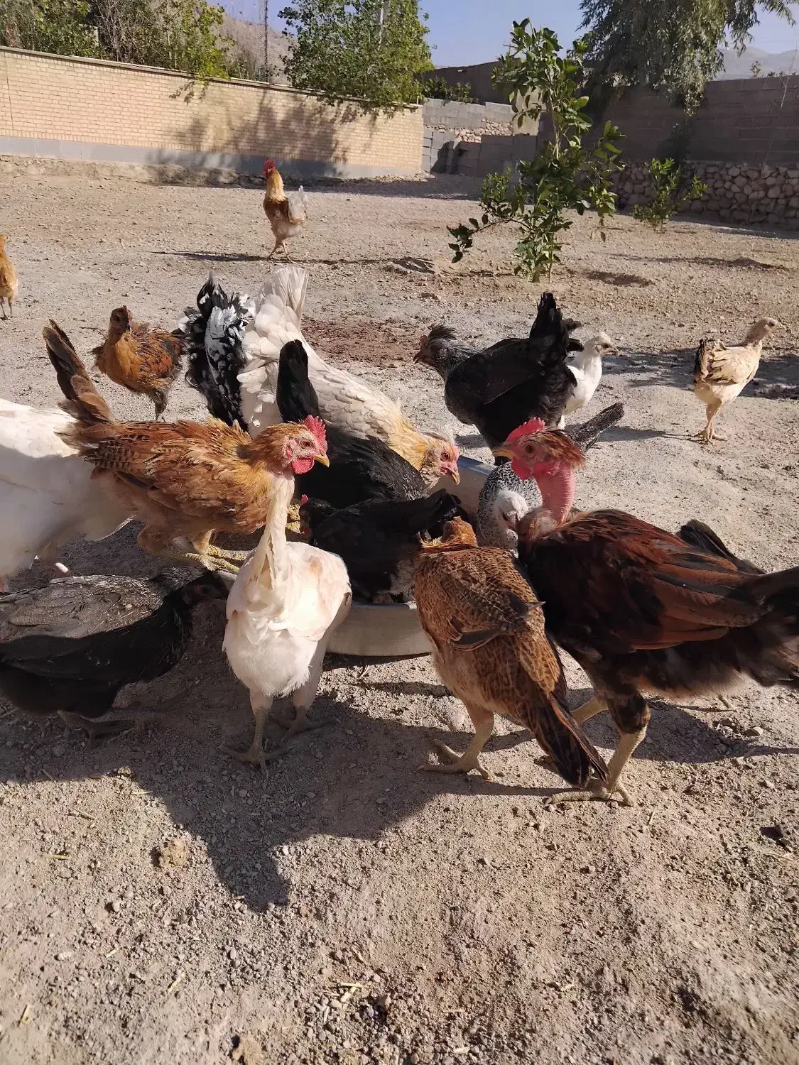 فروش کله جوجه وکله خروس|پرنده|نورآباد ممسنی, |دیوار