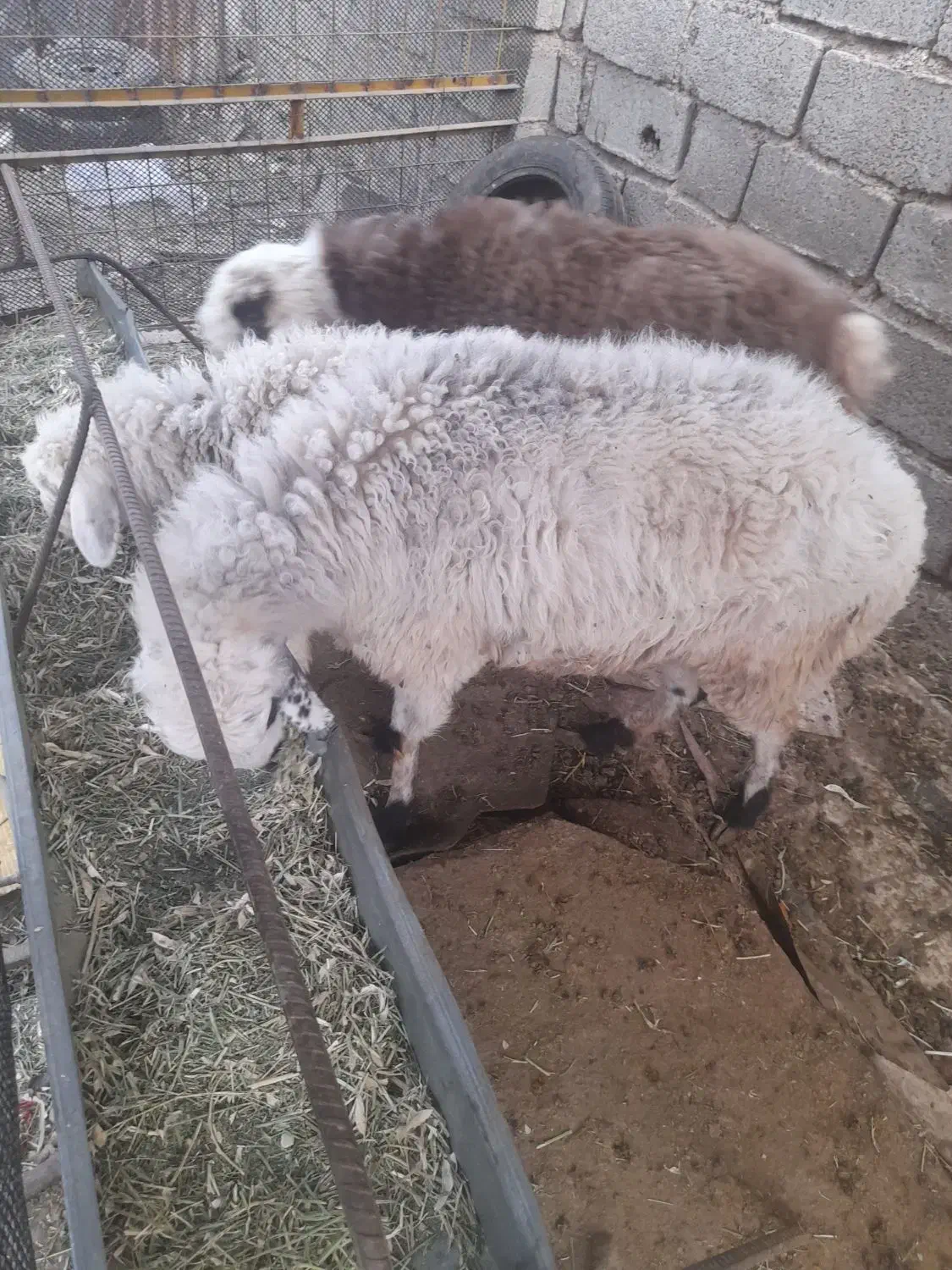 سه تاقزل افشار و یک بره ماده بختیاری|حیوانات مزرعه|ارژن, |دیوار