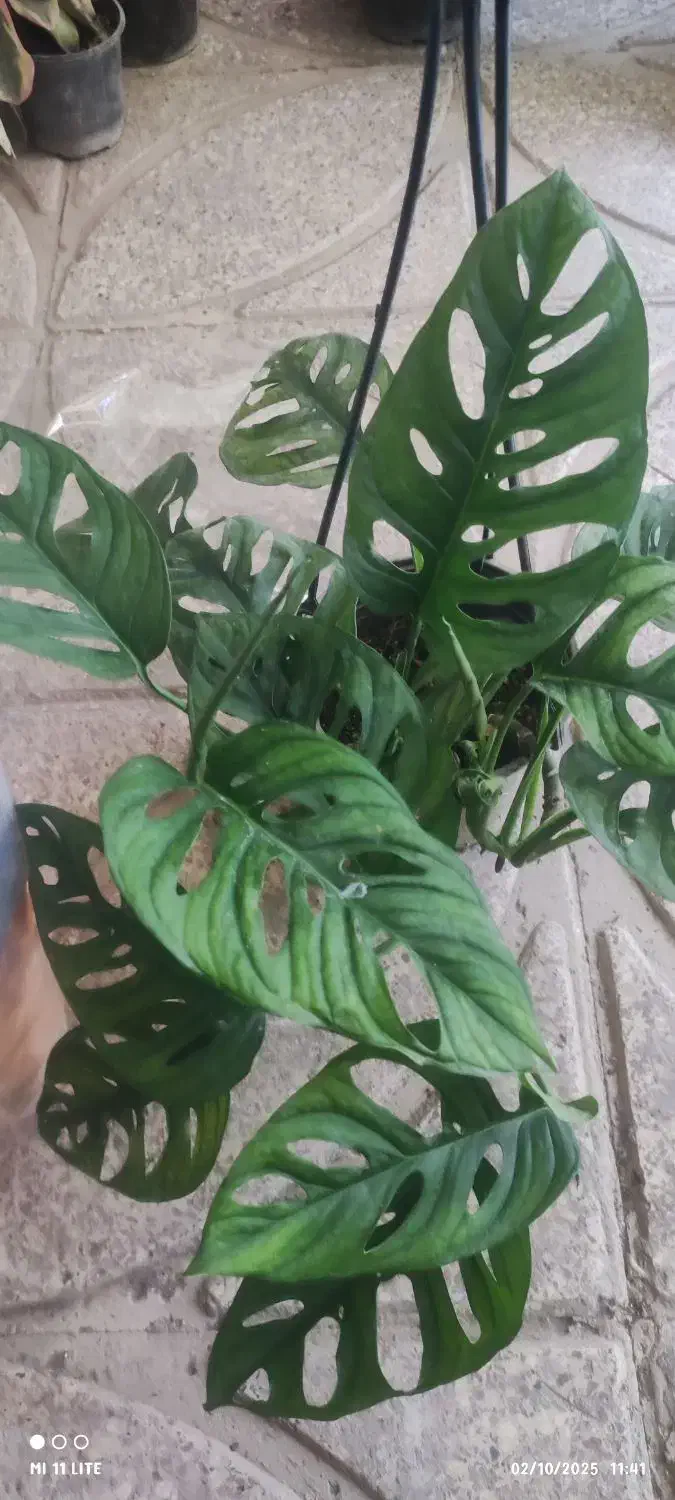 گل .پتوس ارتشی زیر گلدانی|گل و گیاه طبیعی|ورامین, ورامین|دیوار