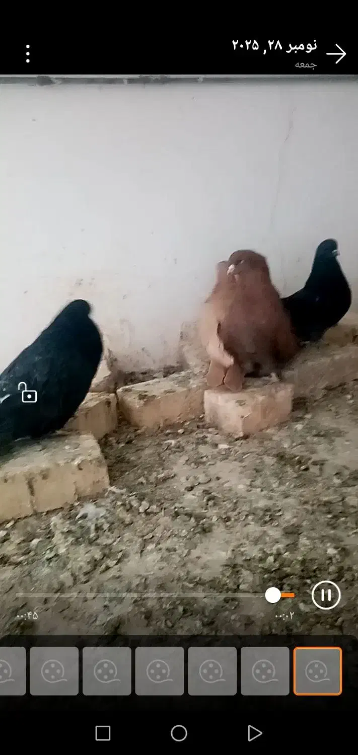 کبوتر رنگی|پرنده|ابهر, |دیوار