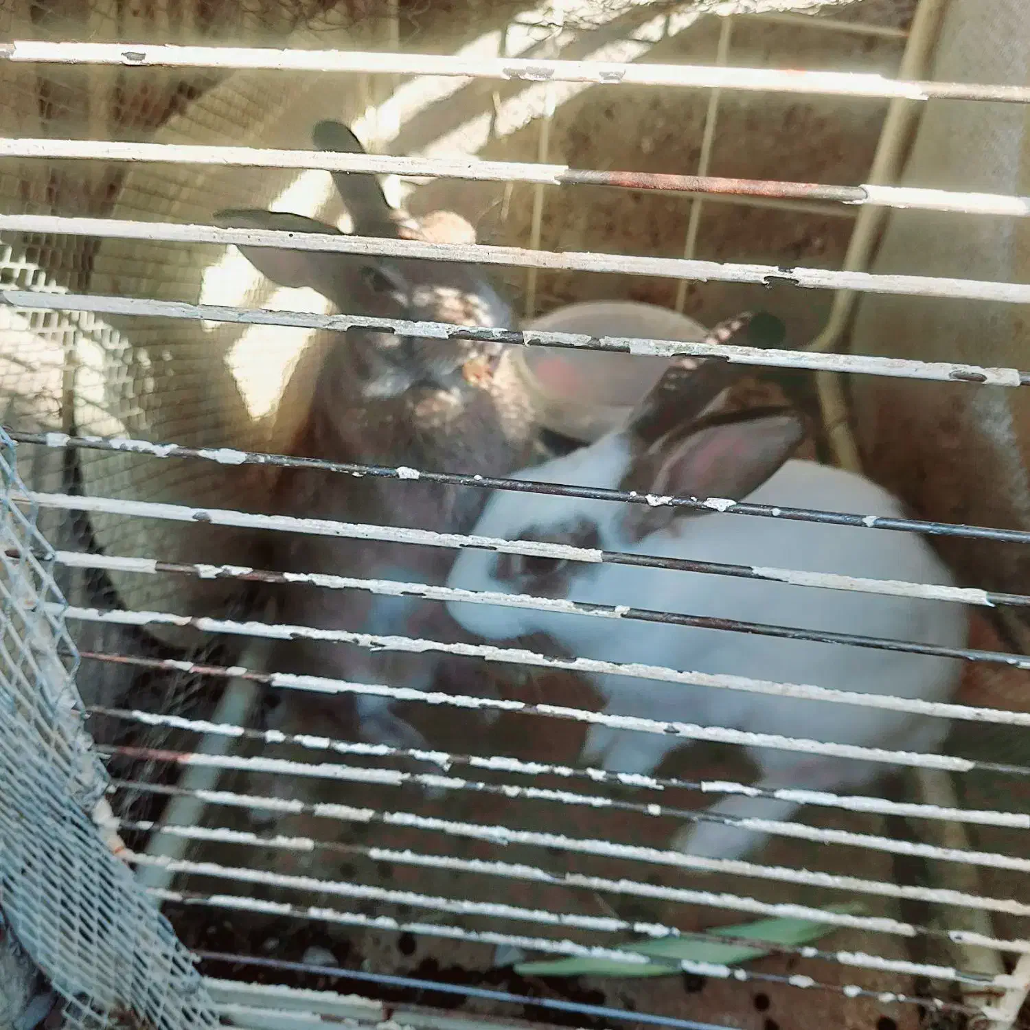 خرگوش بالغ|موش و خرگوش|ایرانشهر, |دیوار