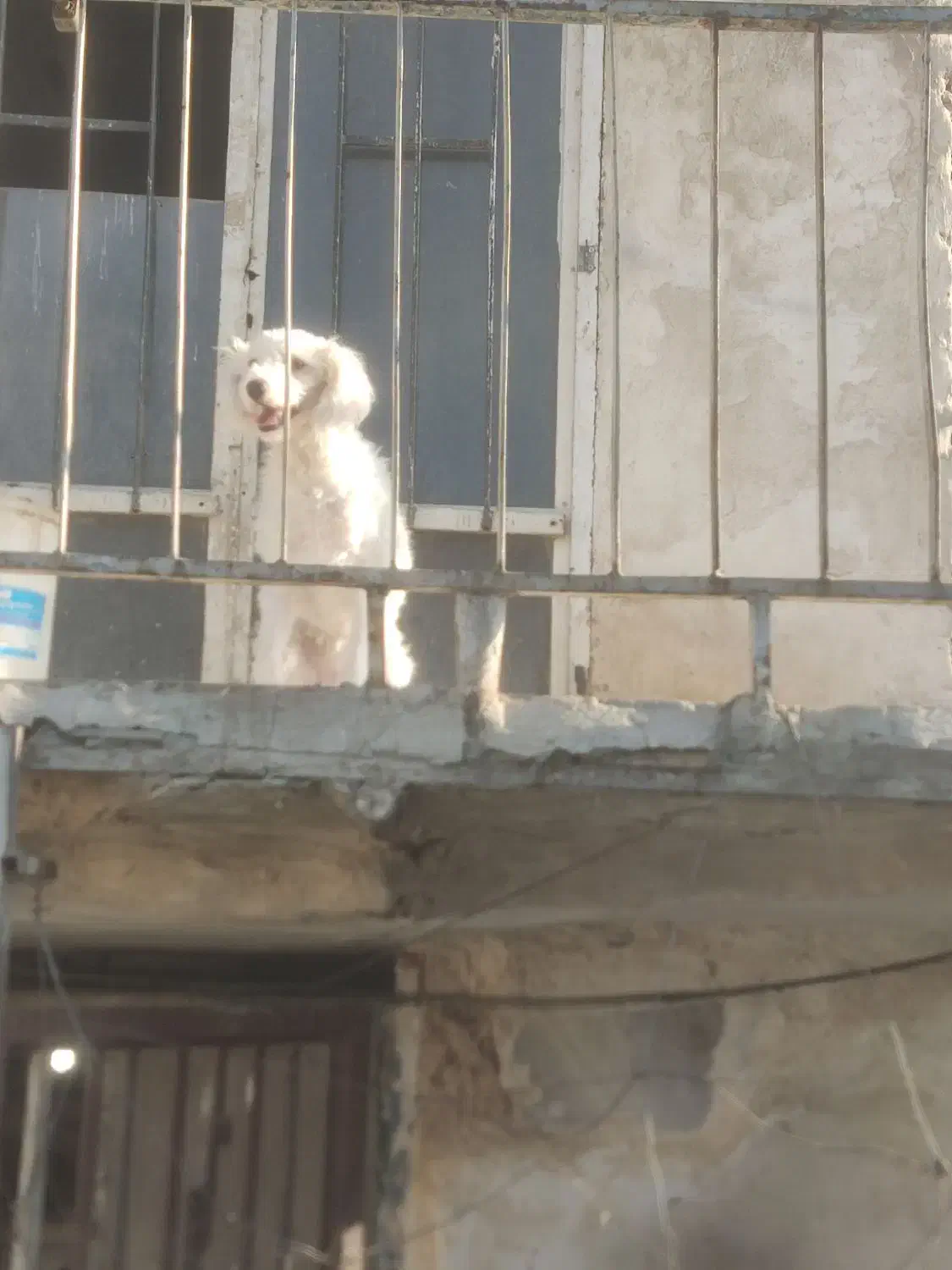 پودل ترییر ماده ۱۰ ماهه|سگ|باقرشهر, |دیوار