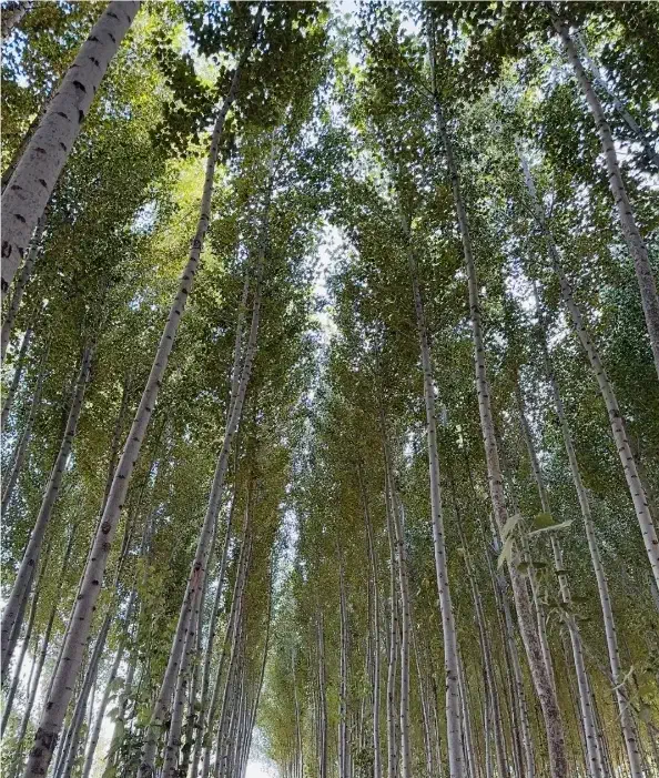 نهال صنوبر نیگرایارانه ای ۳ متری فقط ۱۵ هزار|گل و گیاه طبیعی|رشت, پارک شهر|دیوار