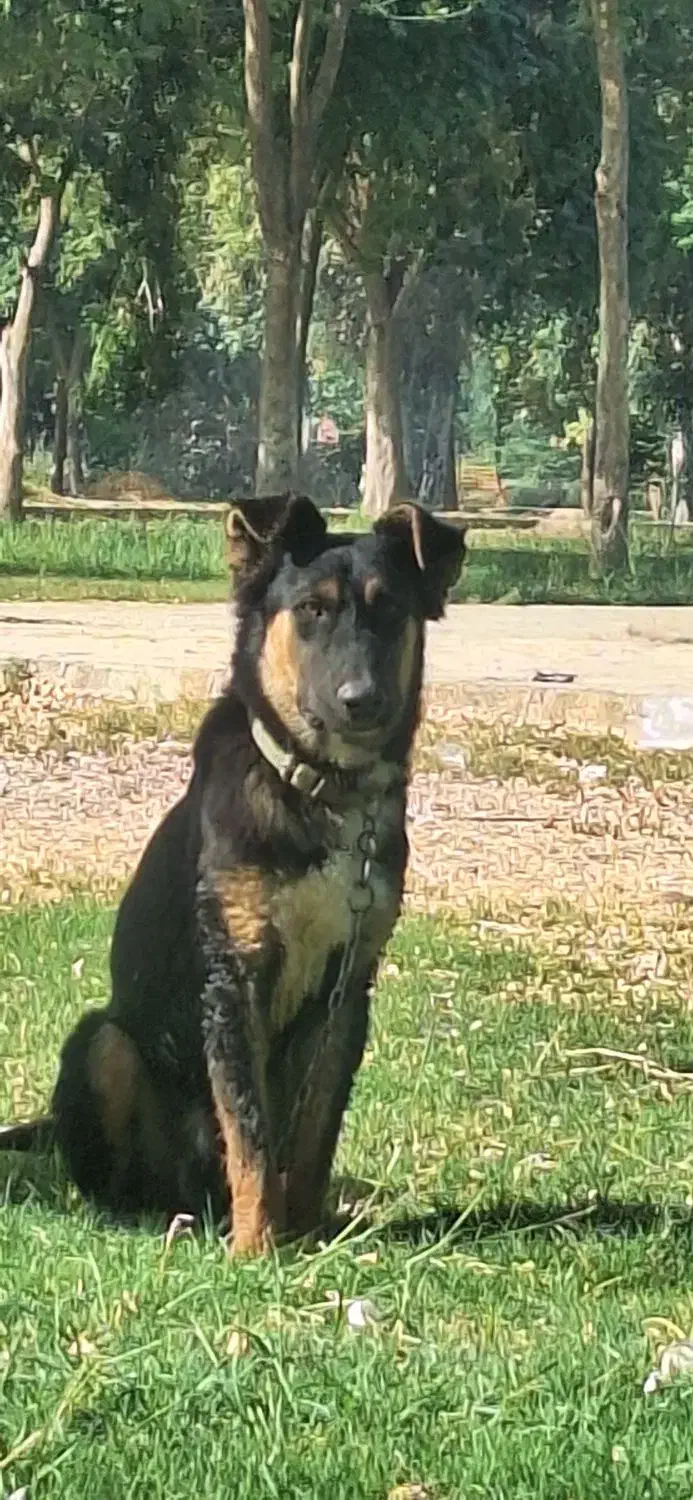 سگ ژرمن شیپر|سگ|اهواز, زرگان|دیوار