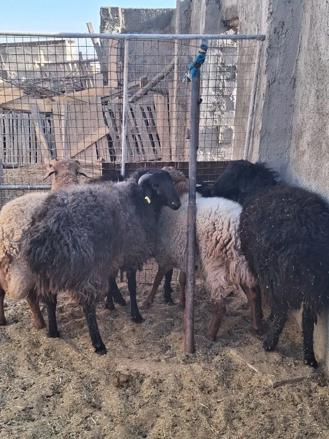 فروش گاو و گوسفند|حیوانات مزرعه|مهدی شهر, |دیوار