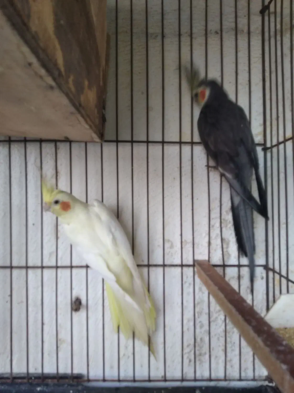 عروس هلندی مولد با ۳جوجه|پرنده|چابهار, |دیوار