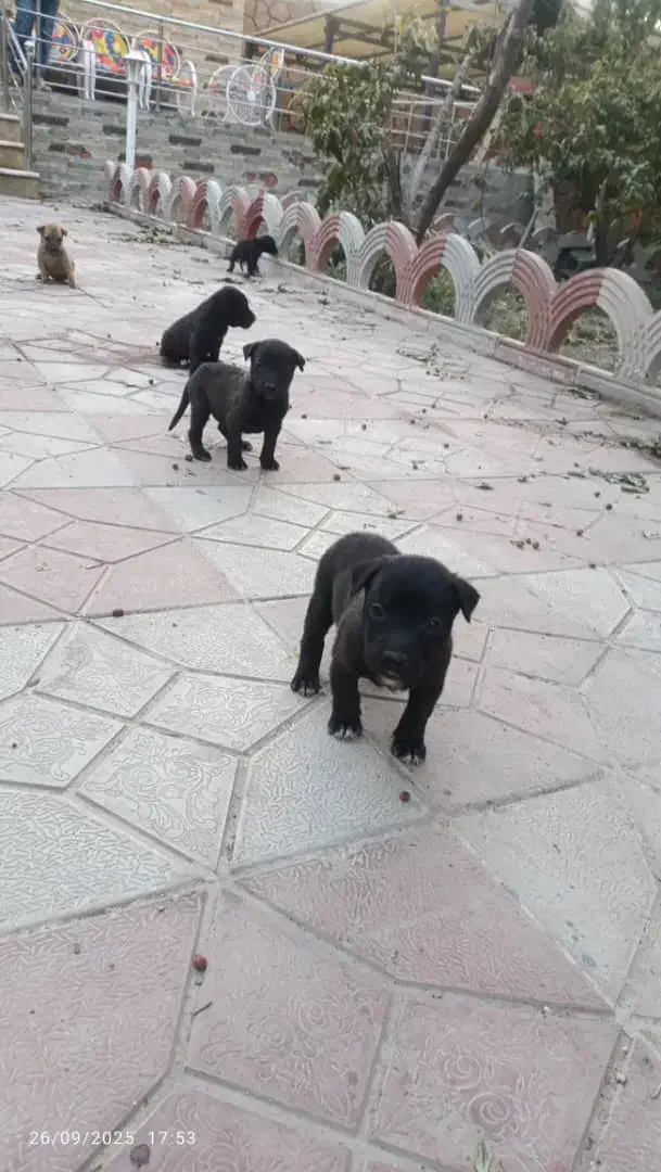 ۵عدد توله پیتبول|سگ|اصفهان, شفق|دیوار