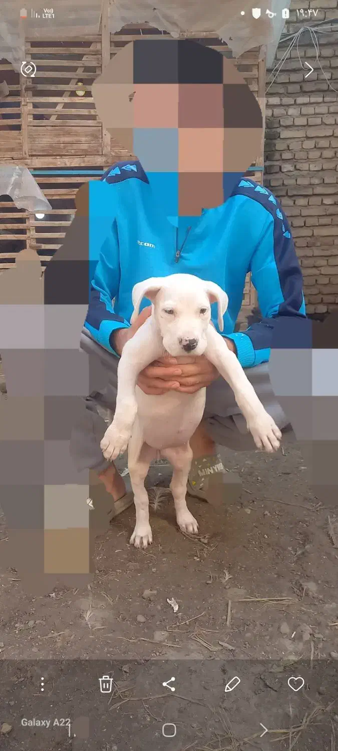 واگذاری توله داگو ارژانتینو|سگ|قائمشهر, |دیوار