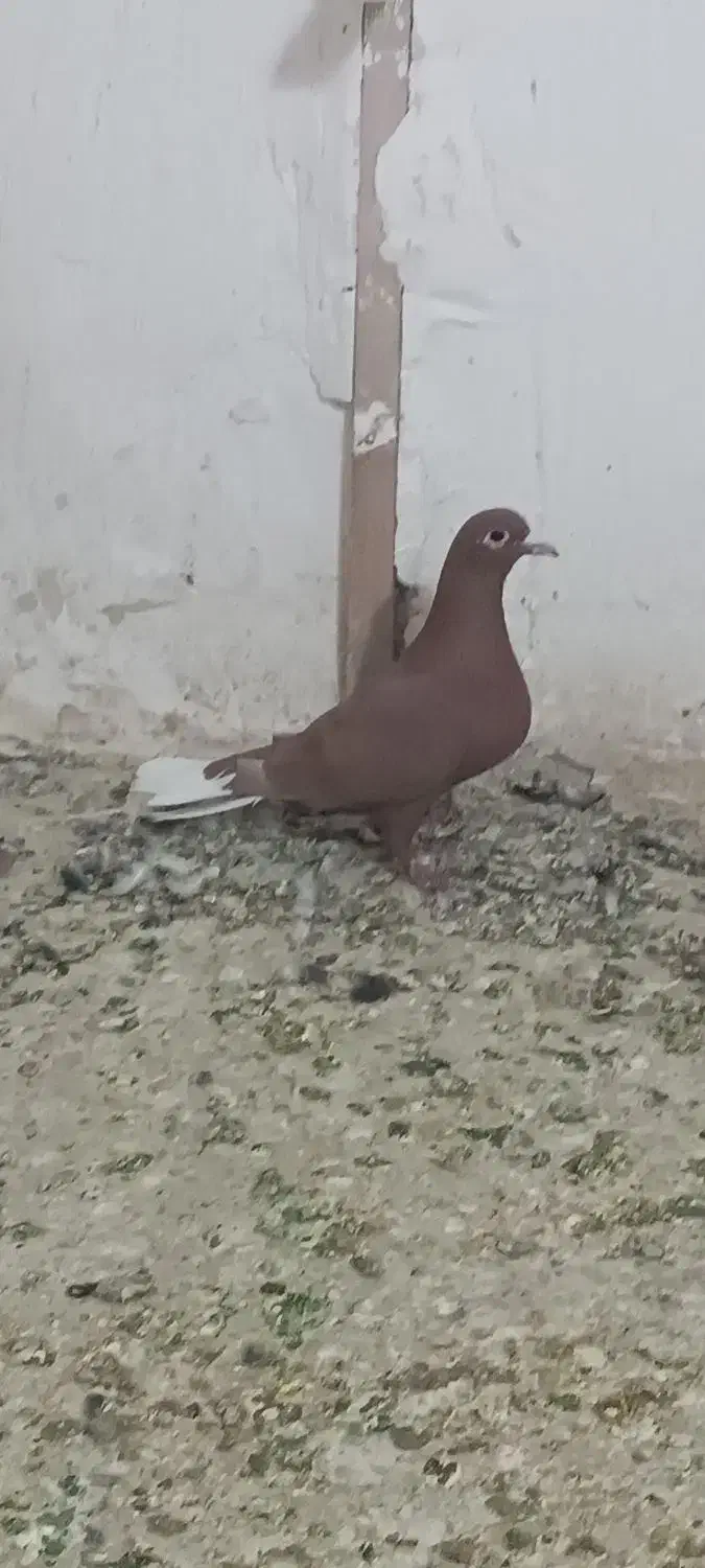 دوتا ماده دم سفید|حیوانات|رفسنجان, |دیوار