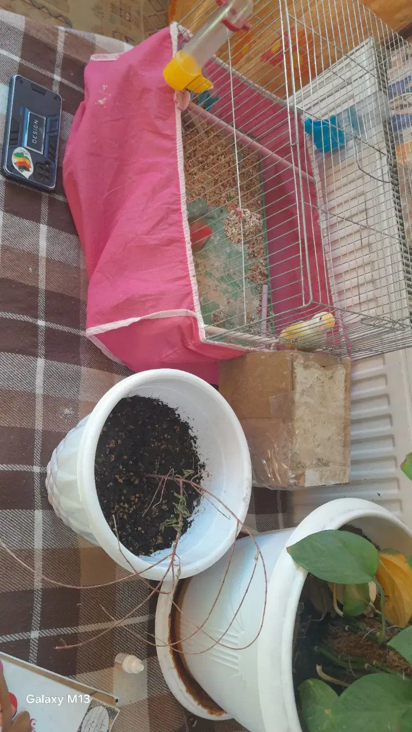 کوتوله برزیلی|پرنده|فولادشهر, فولادشهر|دیوار