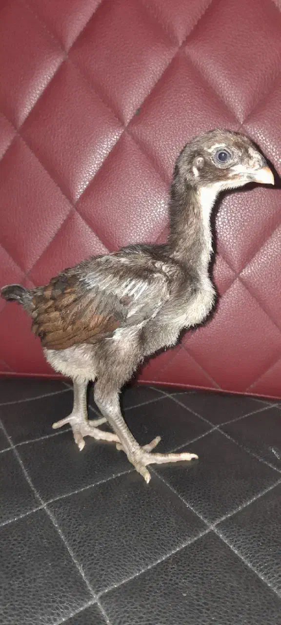 جوجه لاری اصیل ۳۵ روزه|حیوانات مزرعه|کلاچای, |دیوار