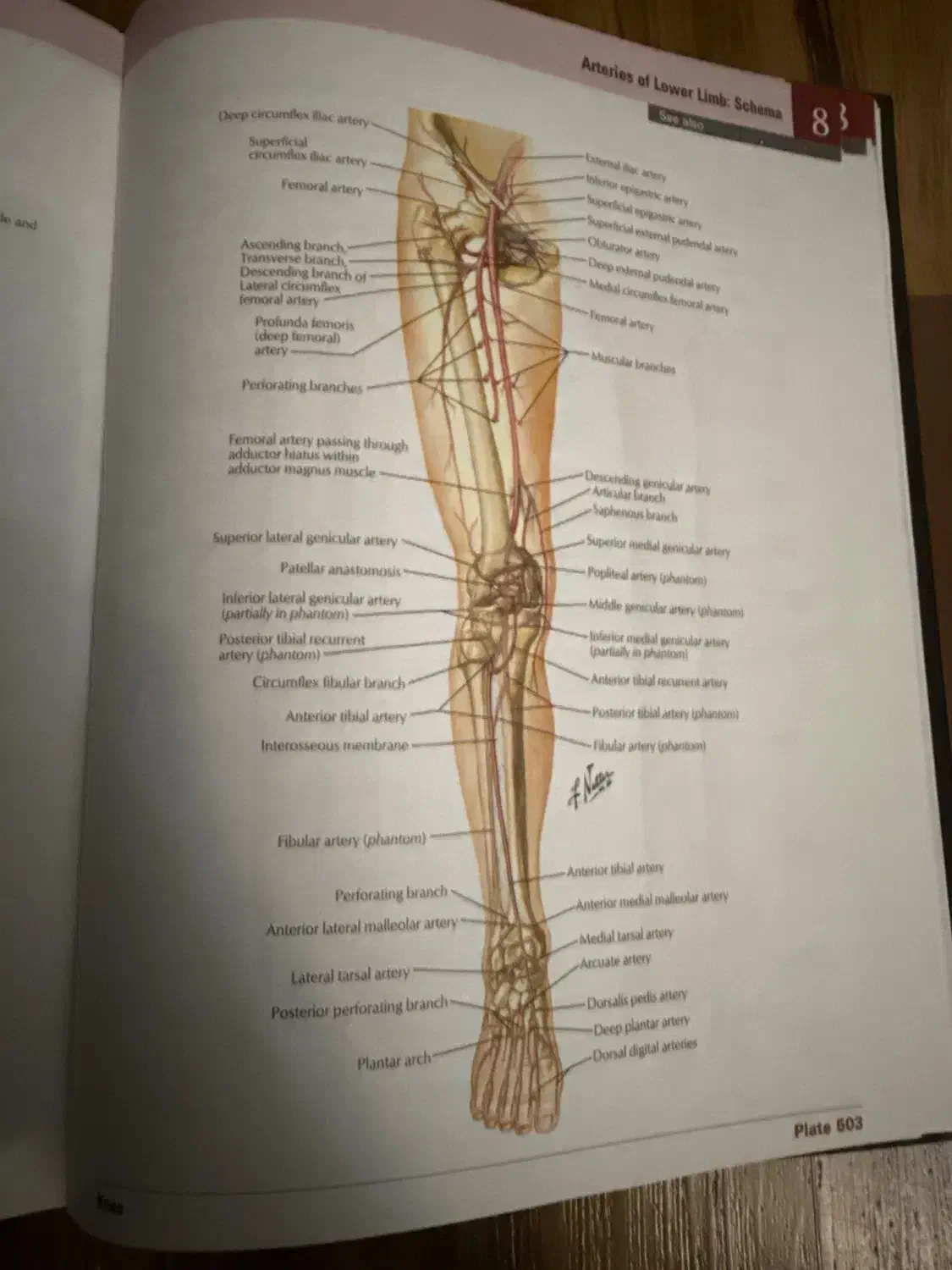 اطلس نتر ویرایش هفتم|کتاب و مجله آموزشی|یزد, |دیوار