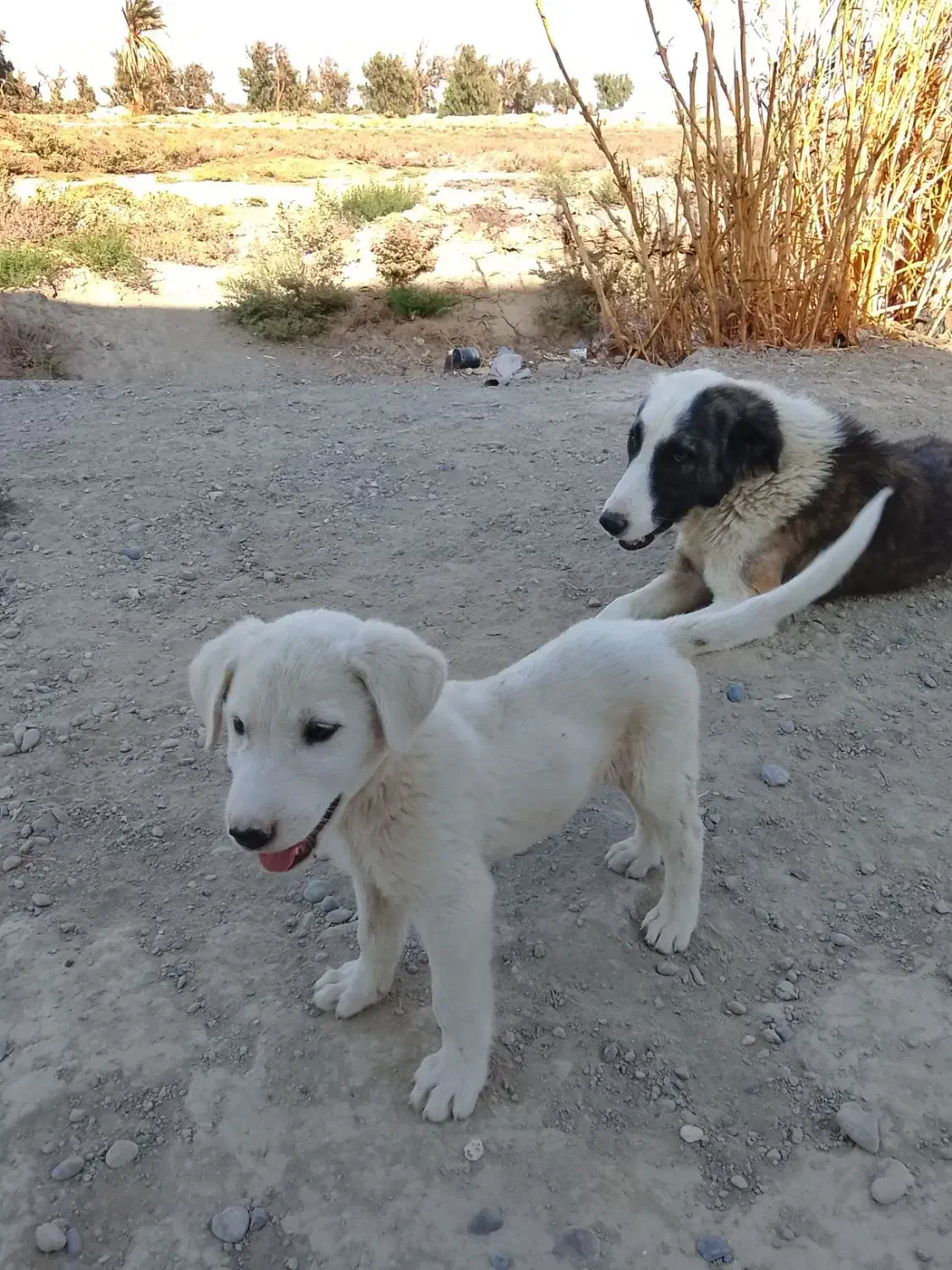 با سلام خسته نباشید یک عدد توله سگ افغان|سگ|هامون, |دیوار