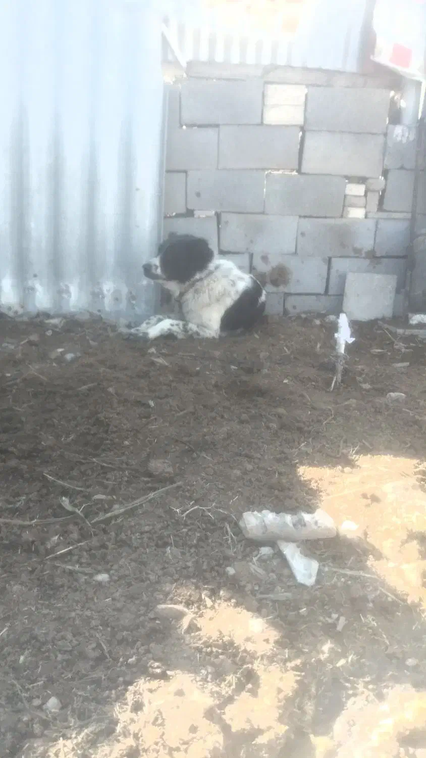 واگذاری قدرجانی اصیل|سگ|شوش, |دیوار