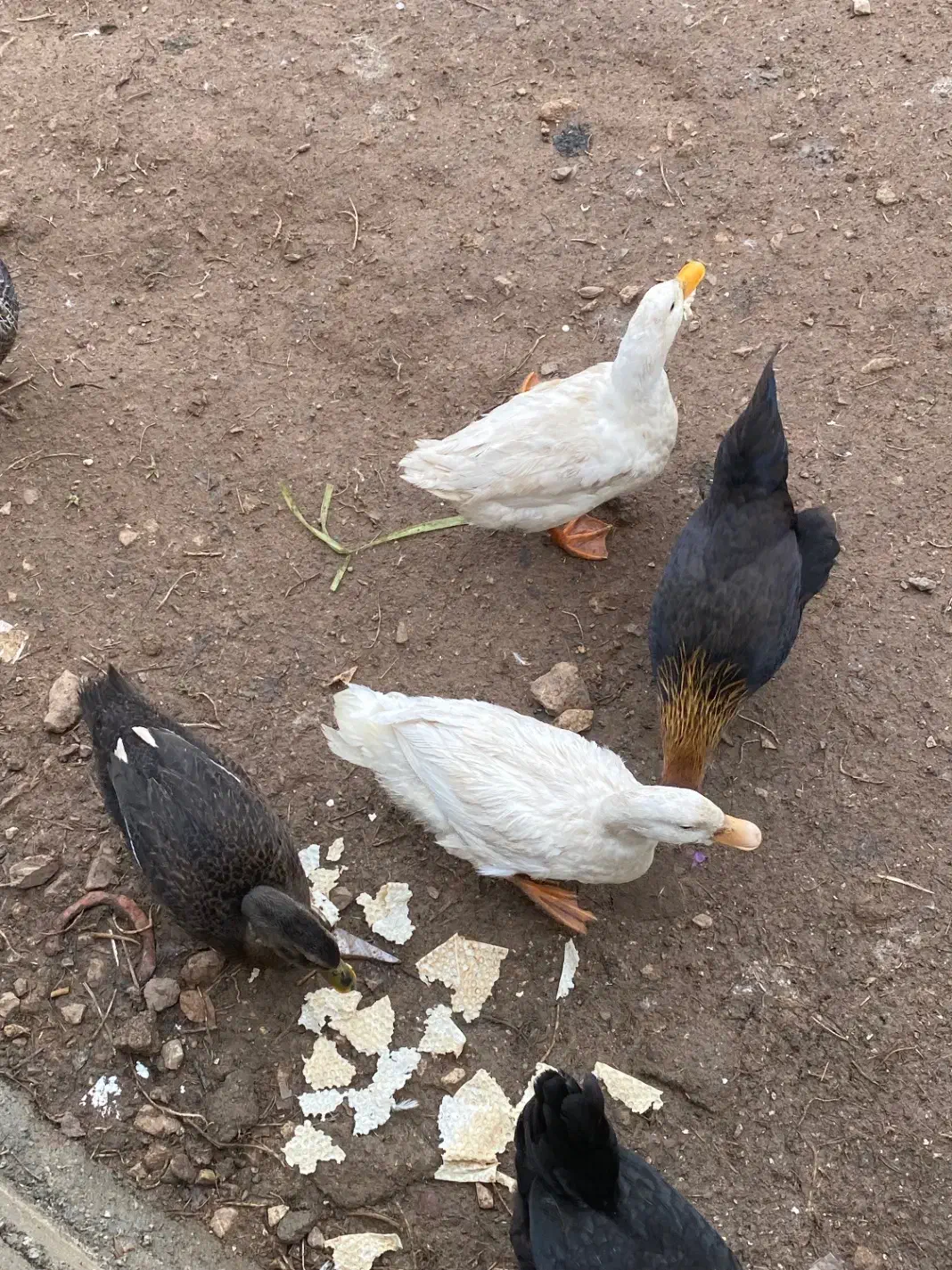 سه تا اردک|حیوانات مزرعه|جوانرود, |دیوار