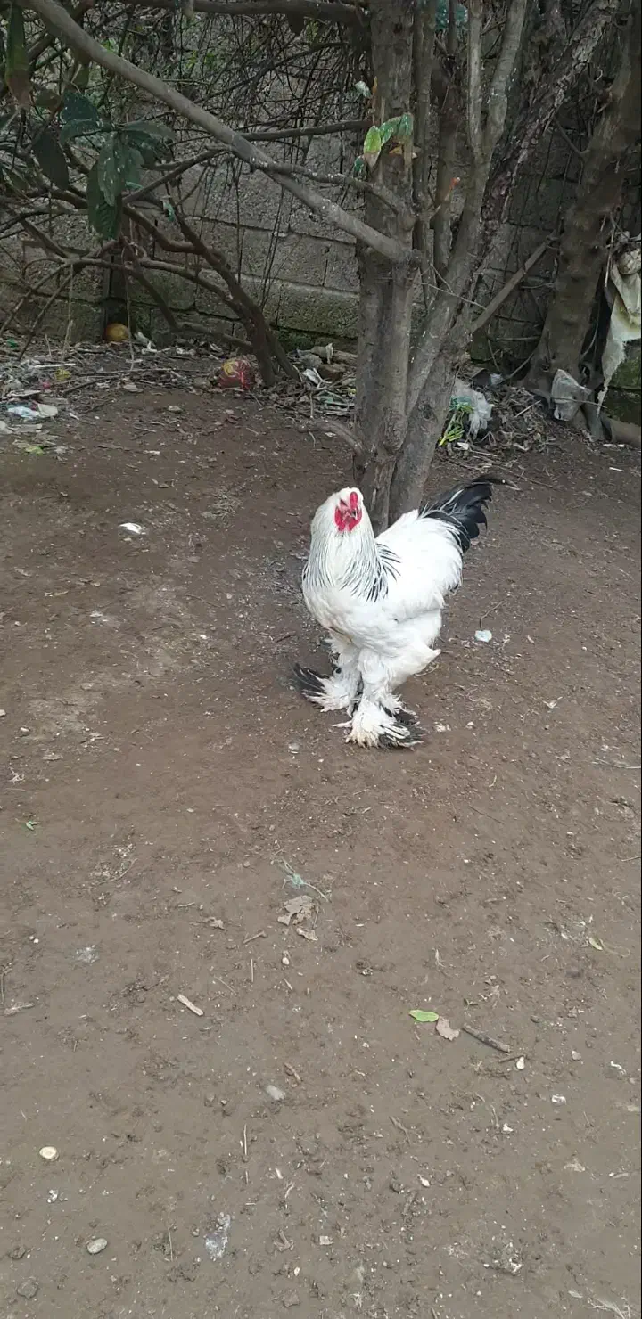 تخم نطفه دار برهما لایت اصیل|حیوانات مزرعه|رودسر, |دیوار