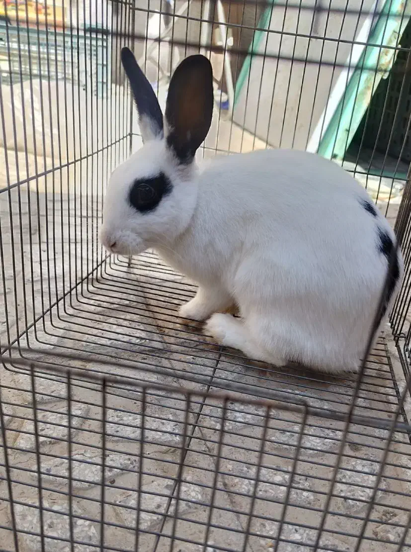 خرگوش خونگی|موش و خرگوش|شهرضا, |دیوار