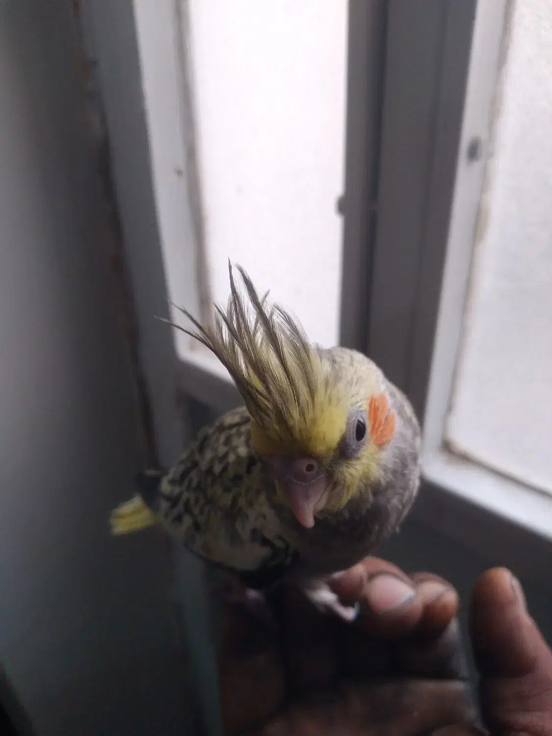 عروس هلندی|پرنده|طالقان, |دیوار