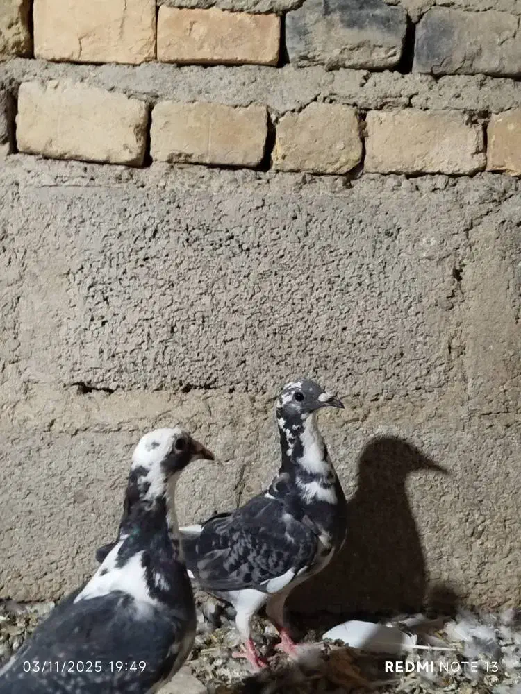 کبوتر جوانه مسافتی|پرنده|سیب و سوران, |دیوار