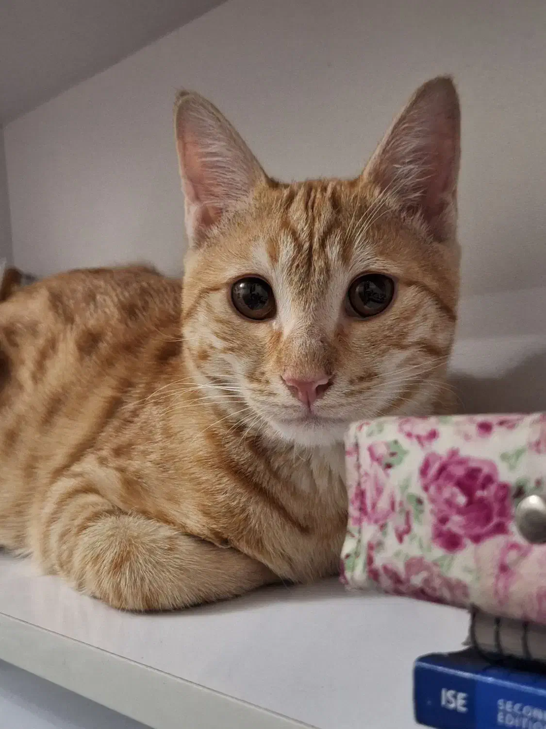 گربه گمشده|حیوانات|لنجان, |دیوار