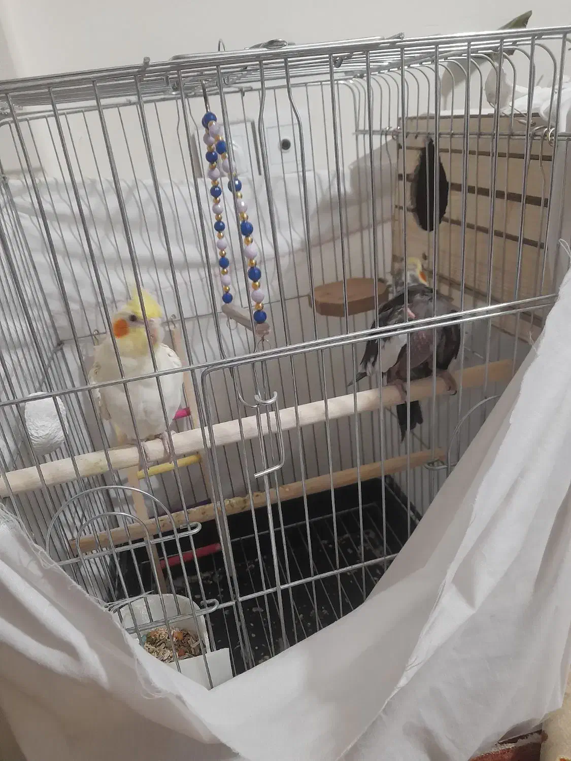 یک جفت نرو ماده عروس هلندی نر میخونه|پرنده|فردیس, شهرک شهید حسینی|دیوار