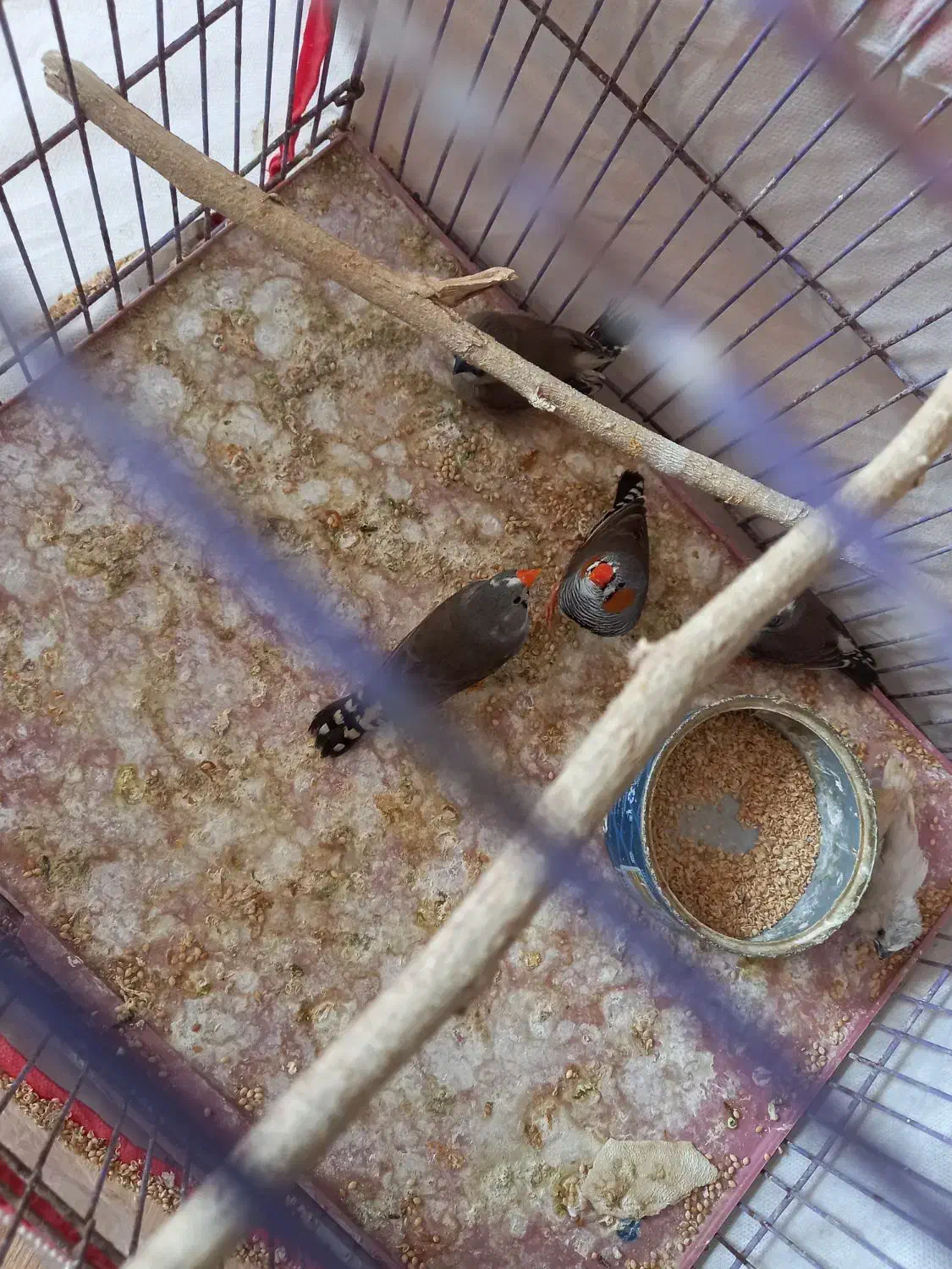 جفت فنچ ابلغ با جوجه|پرنده|بندرعباس, |دیوار