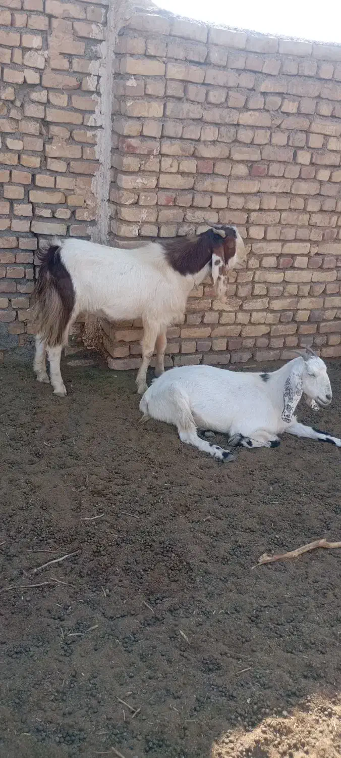 سلام یک عدد بز با چبش بع فروش میرسد|حیوانات مزرعه|انابد, |دیوار