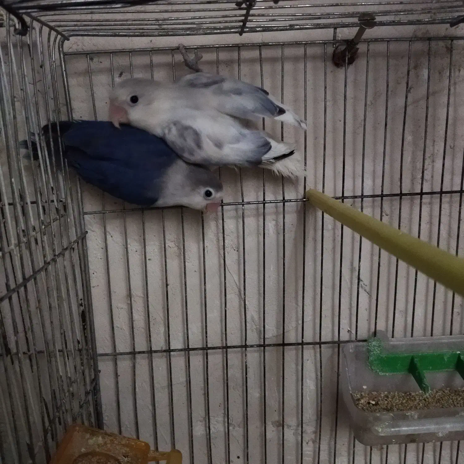 جفت کوتوله رنگ خاص و چند تا مرغ عشق|پرنده|تربت جام, تیپ ۳۸ زرهی تربت جام|دیوار