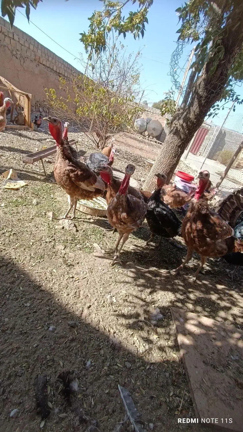 تعدادی بوقلمون بوربون و برنز|حیوانات مزرعه|بوکان, |دیوار