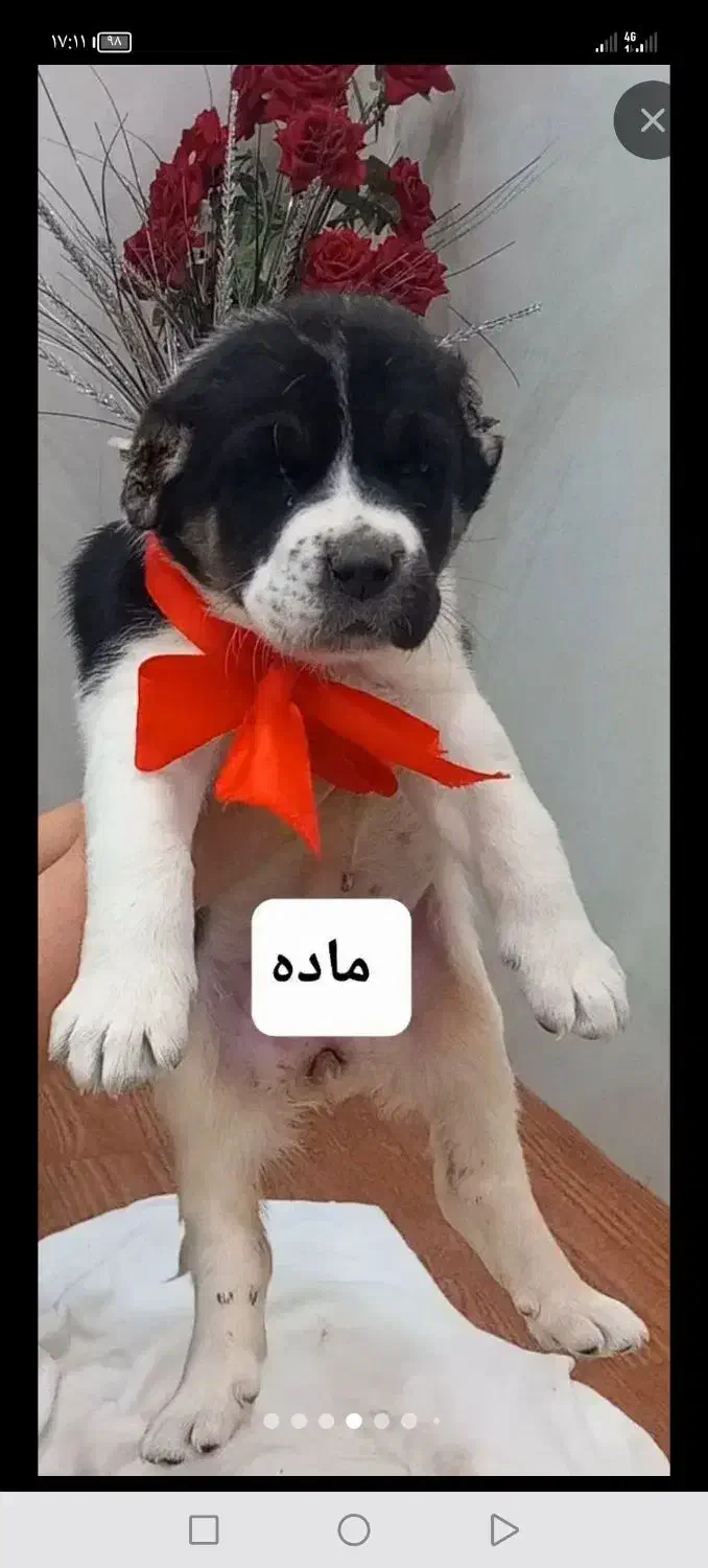 توله سگ|سگ|نیشابور, مازول|دیوار