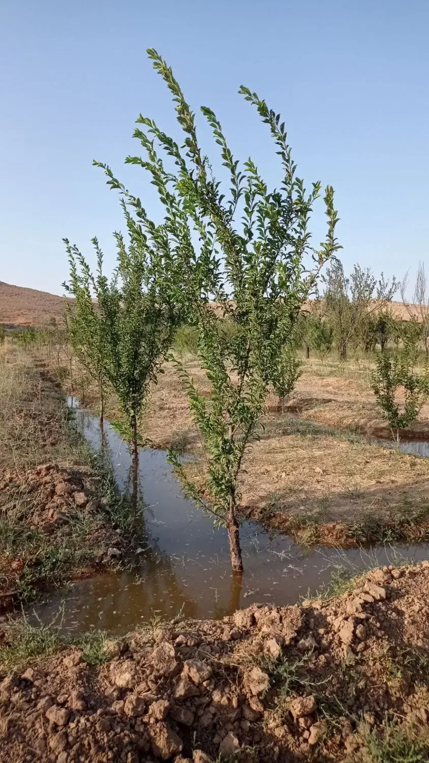 باغ 1700 متری در آبگرم|فروش زمین و ملک کلنگی|آبگرم, |دیوار