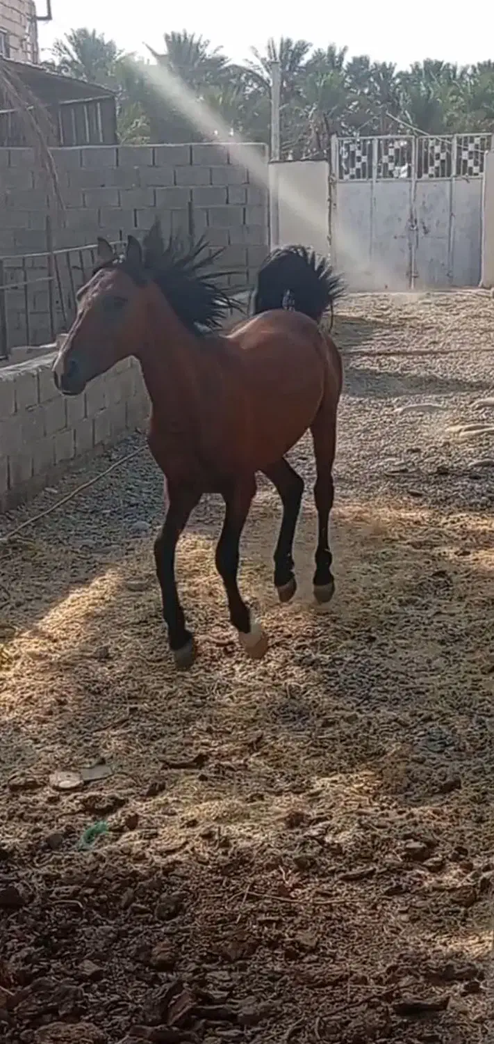 نریان|اسب و تجهیزات اسبسواری|بم, |دیوار