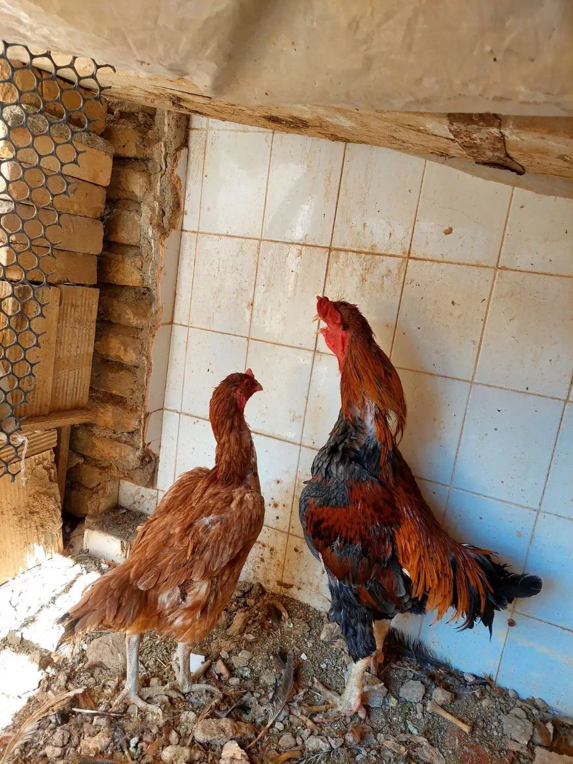 مرغ و خروس لاری|حیوانات مزرعه|قرچک, داوود آباد|دیوار